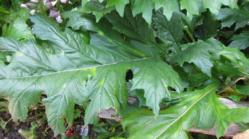 acanthus leaf