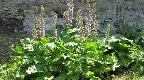 acanthus plant