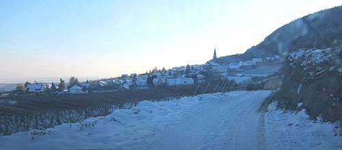 vineyard in the snow