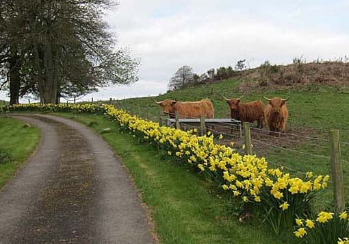 Highland cattle in the countryside