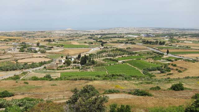 vineyards Mdina