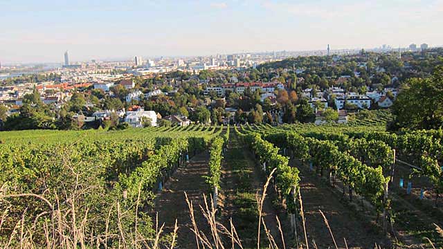 Nussdorf vineyards around Vienna