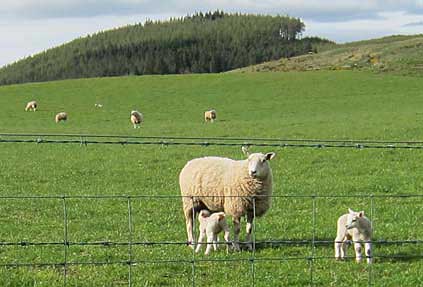 scotland sheep