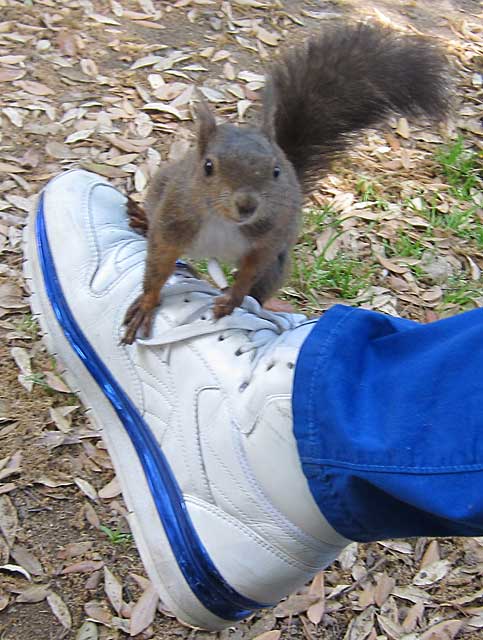 squirrel on Michael's shoe in the garden of Villa Borghese